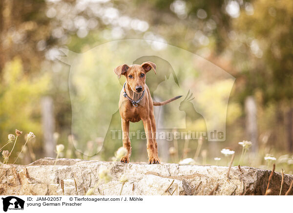 junger Deutscher Pinscher / young German Pinscher / JAM-02057