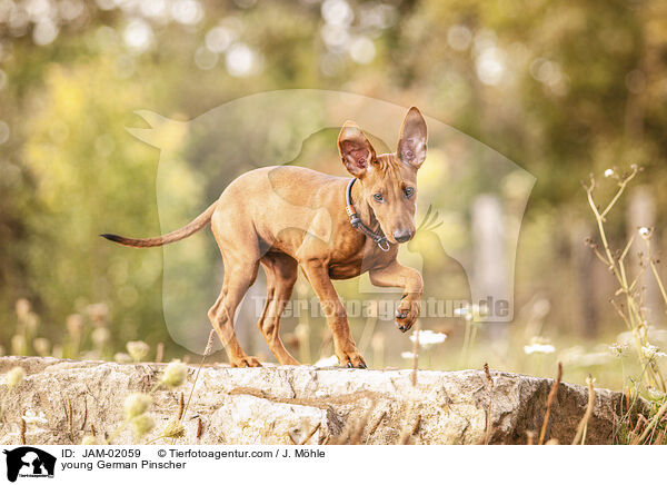 junger Deutscher Pinscher / young German Pinscher / JAM-02059