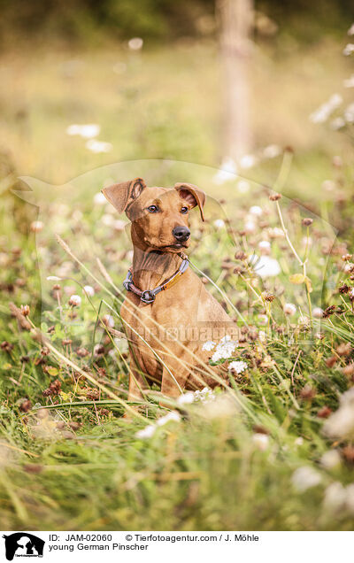 junger Deutscher Pinscher / young German Pinscher / JAM-02060