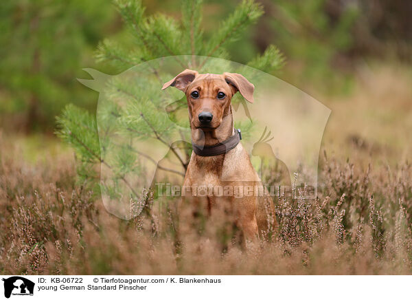 junger Deutscher Pinscher / young German Standard Pinscher / KB-06722