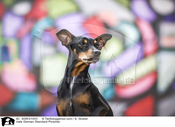 Deutscher Pinscher Rde / male German Standard Pinscher / SGR-01043