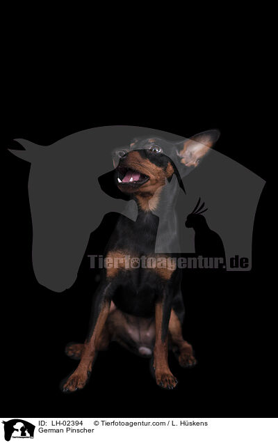 Deutscher Pinscher / German Pinscher / LH-02394