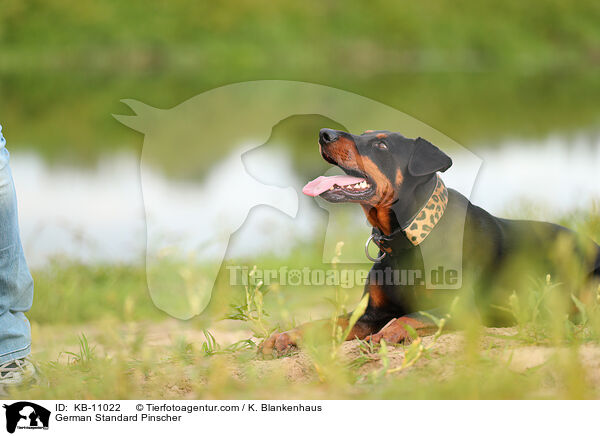 Deutscher Pinscher / German Standard Pinscher / KB-11022