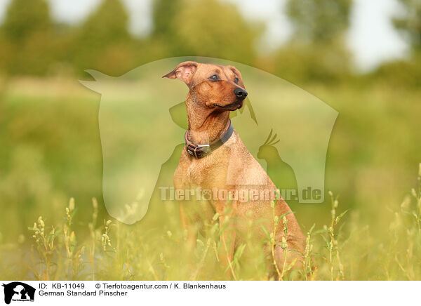 Deutscher Pinscher / German Standard Pinscher / KB-11049