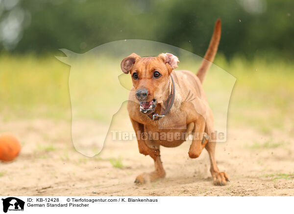 Deutscher Pinscher / German Standard Pinscher / KB-12428