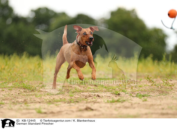 Deutscher Pinscher / German Standard Pinscher / KB-12445