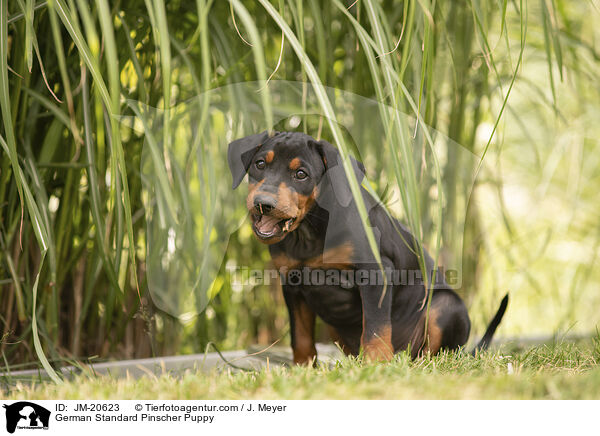 Deutscher Pinscher  Welpe / German Standard Pinscher Puppy / JM-20623