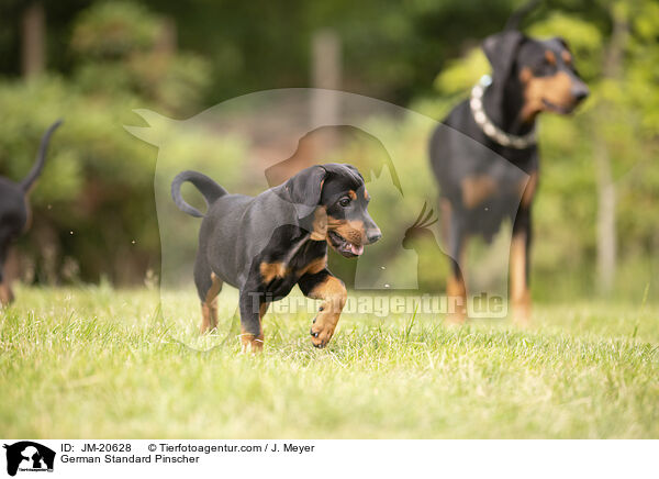 Deutsche Pinscher / German Standard Pinscher / JM-20628