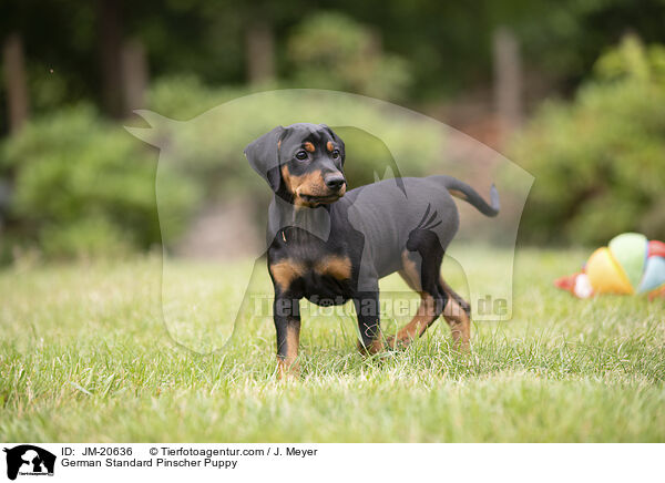 Deutscher Pinscher  Welpe / German Standard Pinscher Puppy / JM-20636
