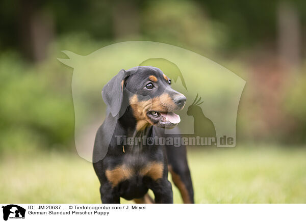 Deutscher Pinscher  Welpe / German Standard Pinscher Puppy / JM-20637