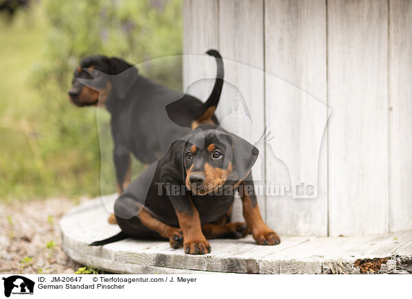 Deutsche Pinscher / German Standard Pinscher / JM-20647