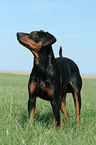 German Pinscher