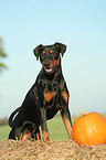 German Pinscher