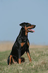 sitting German Pinscher