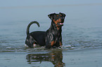 German Pinscher