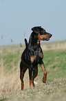 standing German Pinscher