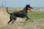 running German Pinscher