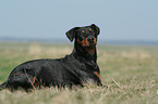 lying German Pinscher