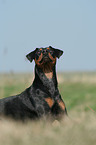 lying German Pinscher