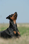 lying German Pinscher