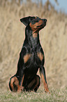 sitting German Pinscher