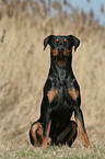 sitting German Pinscher