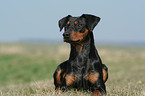 lying German Pinscher