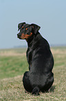 sitting German Pinscher