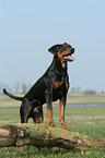 German Pinscher