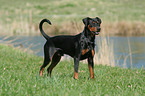 standing German Pinscher