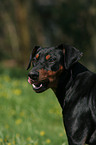 German Pinscher Portrait