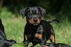 German Pinscher Puppy