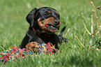 German Pinscher Puppy