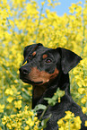 German Pinscher Portrait