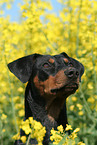 German Pinscher Portrait