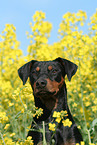 German Pinscher Portrait