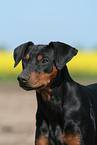 German Pinscher Portrait