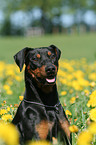 German Pinscher Portrait