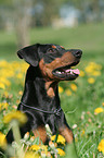 German Pinscher Portrait