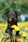 German Pinscher Portrait