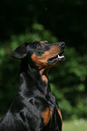 German Pinscher Portrait