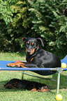 German Pinscher