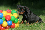 playing German Pinscher puppy