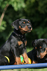 German Pinscher puppies