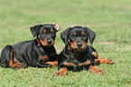 German Pinscher puppies