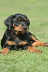 German Pinscher puppy