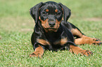 German Pinscher puppy