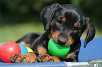 playing German Pinscher puppy