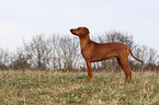 German Pinscher