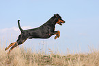 jumping German Pinscher